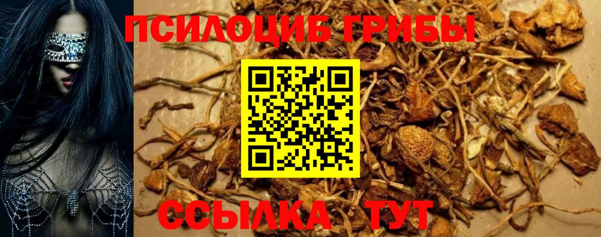 Рубцовск  Галлюциногенные грибы Cubensis  Вход с VPN 